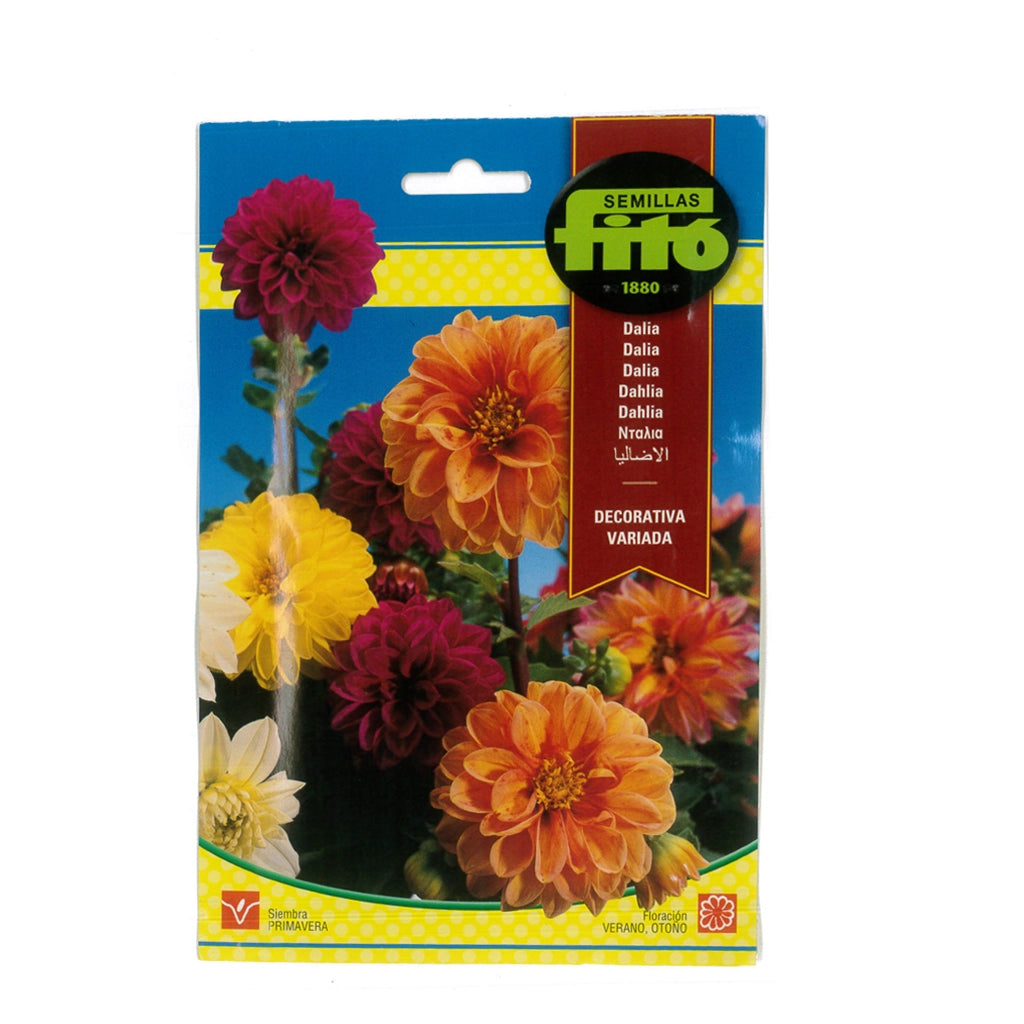 DAHLIA SEED- FITTO