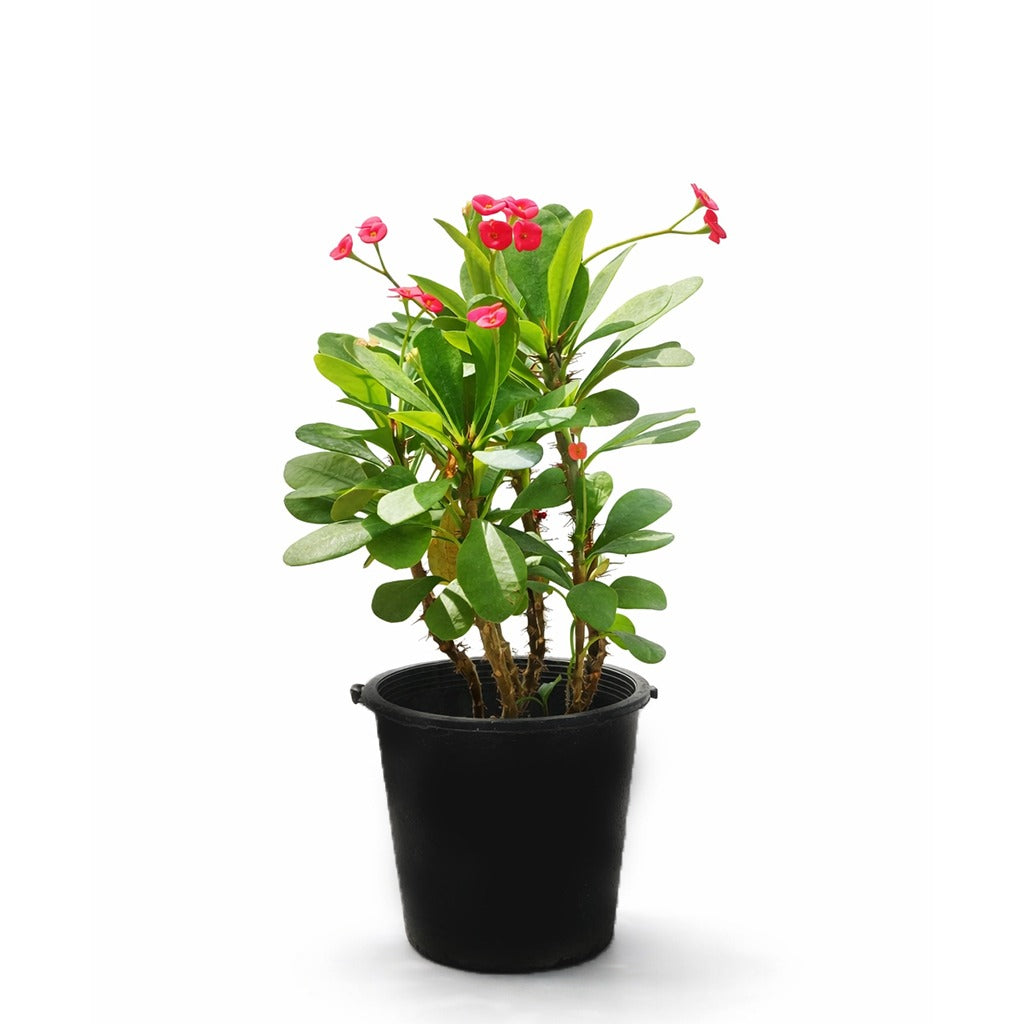 Euphorbia milli- Crown of Thrones