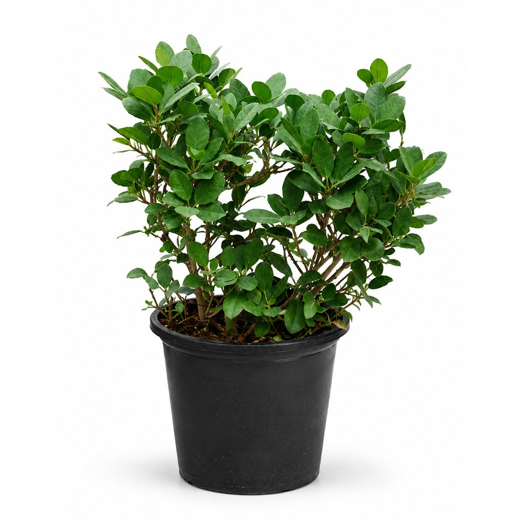 Ficus panda- Ficus retusa- Ball type