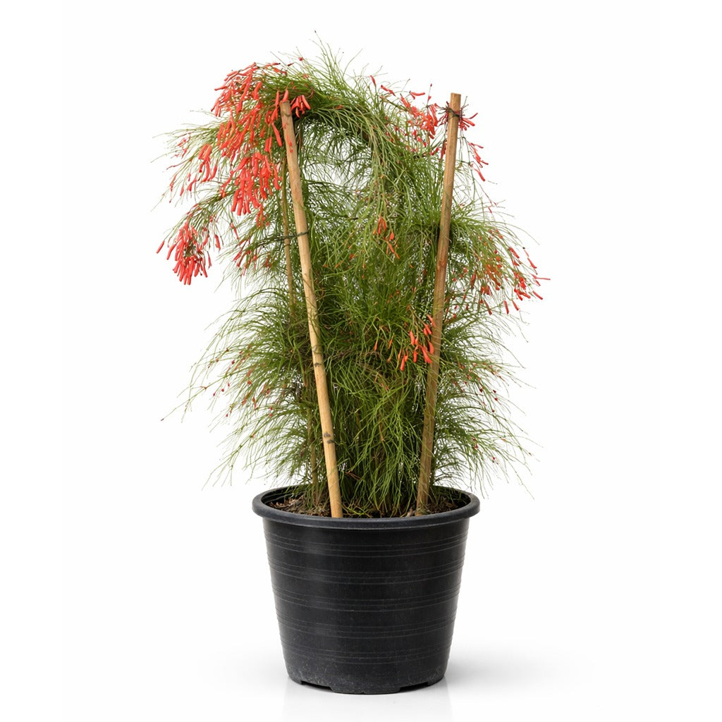 Russelia equisetiformis- Firecracker Plant