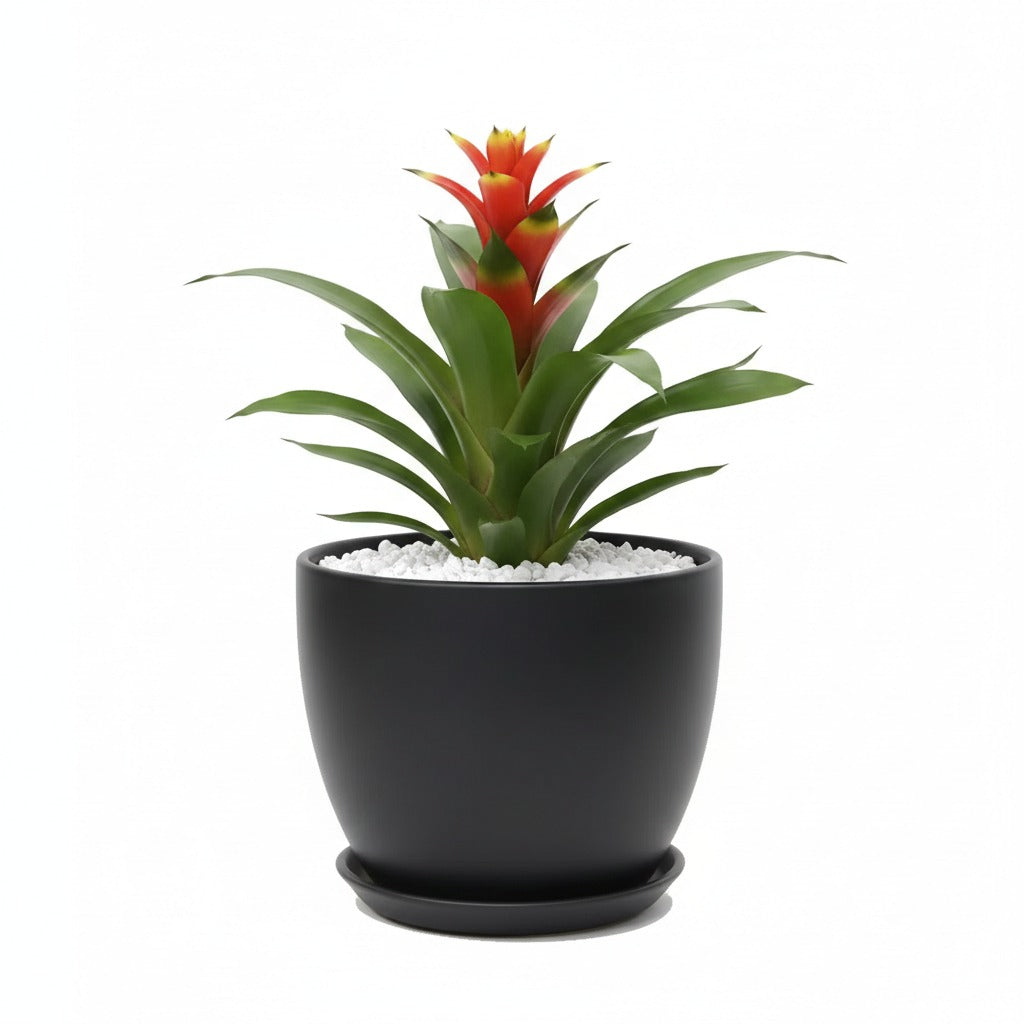 Guzmania- Vase Plant or Scarlet Star in black ceramic pot