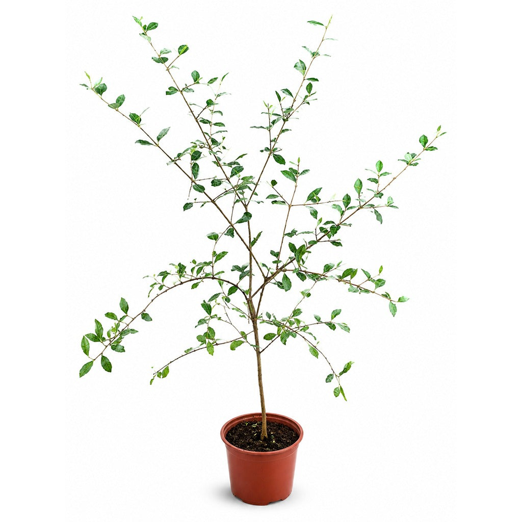 Henna plant -Lawsonia inermis