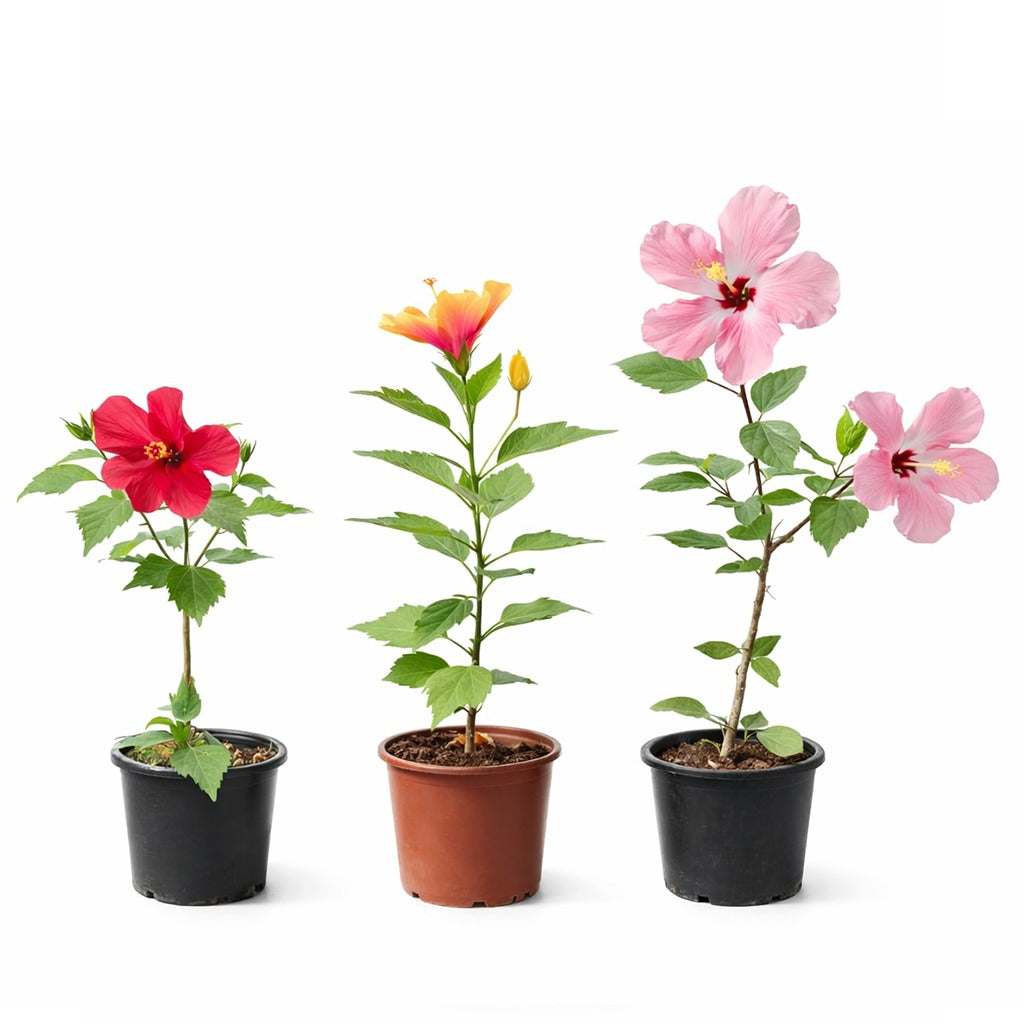 Hibiscus- Chinese hibiscus- Assorted colour