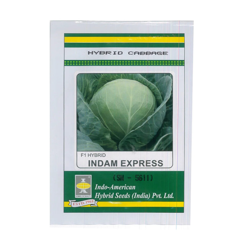 CABBAGE- HYBRID SEEDS