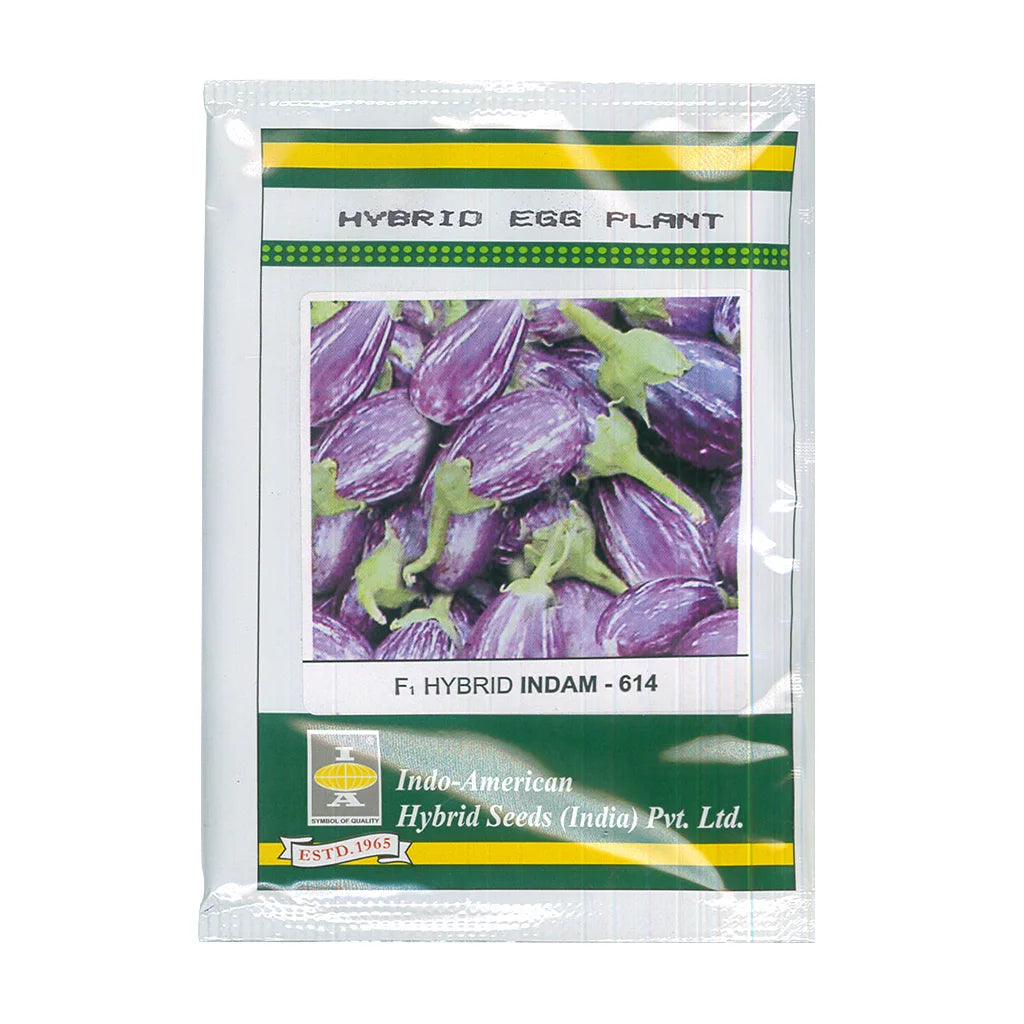 EGG PLANT- HYBRID SEED