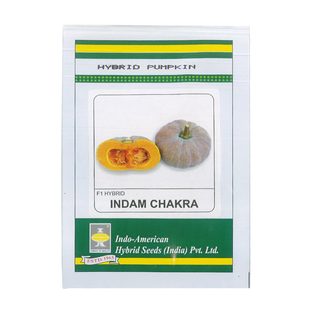 PUMPKIN- HYBRID SEED