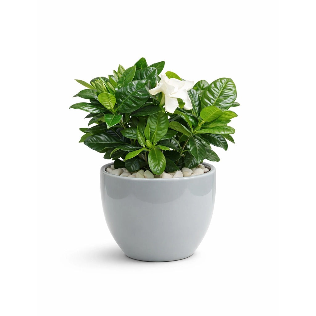Indoor gardenia- Cape Jasmine in ceramic pot