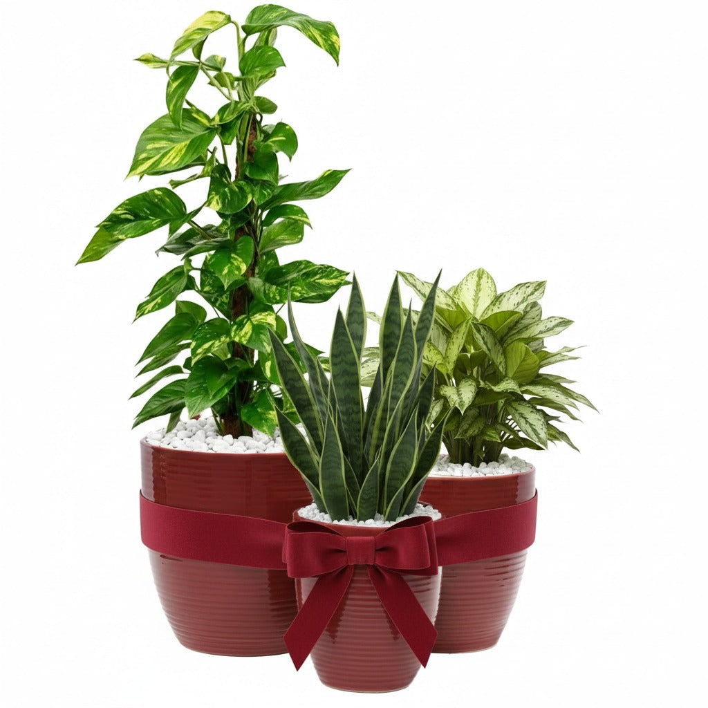 Indoor plants in ceramic pot combo- Money plant, Snake plant, Chinese evergreen