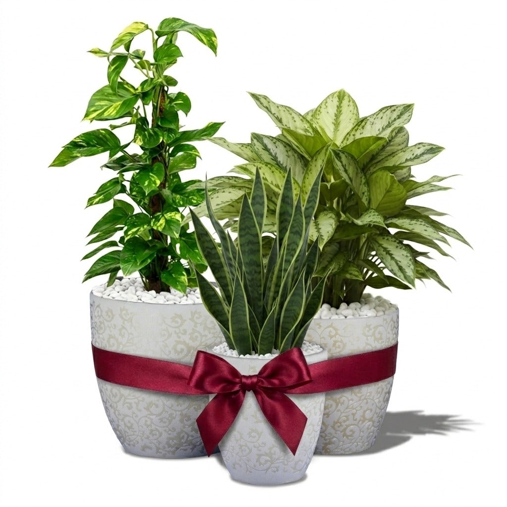 Indoor plants in ceramic pot combo- Money plant, Snake plant, Chinese evergreen