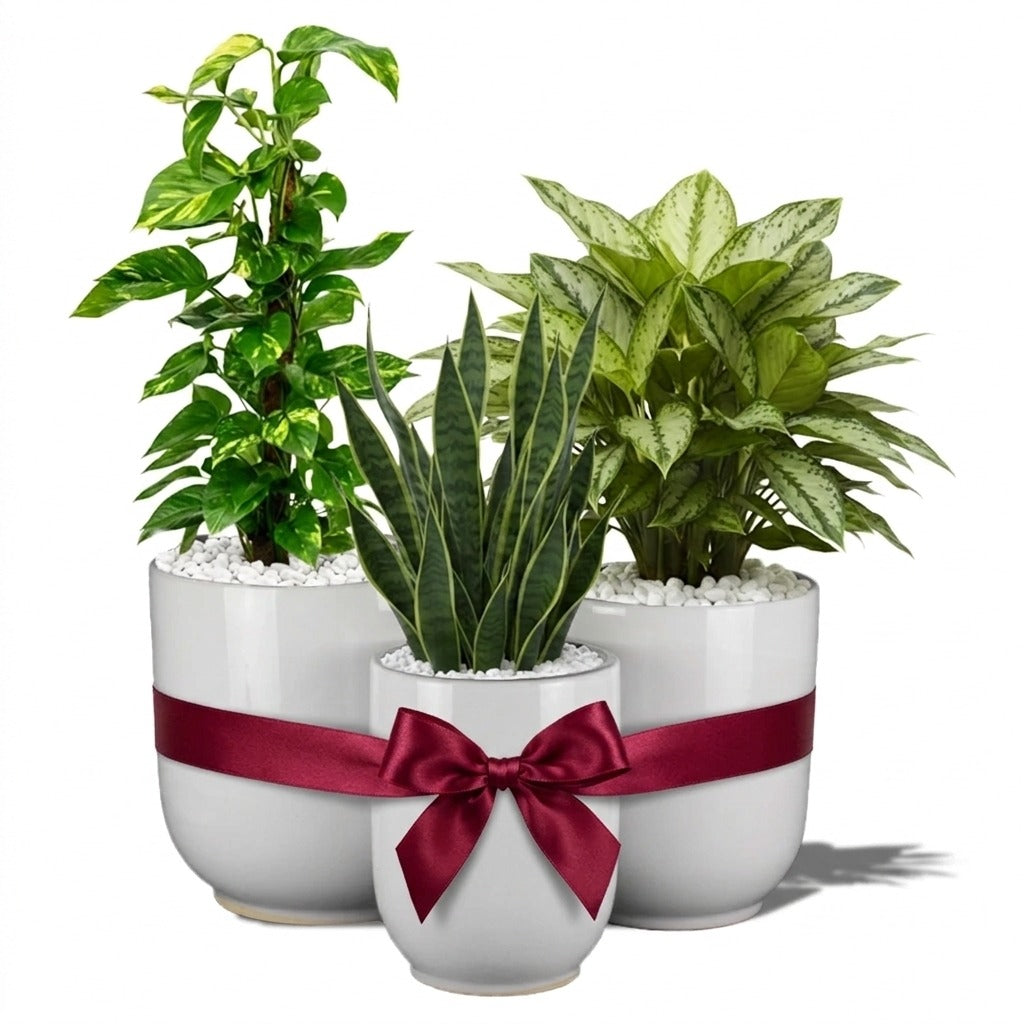 Indoor plants in white ceramic pot combo - Money plant, Snake plant, Chinese evergreen