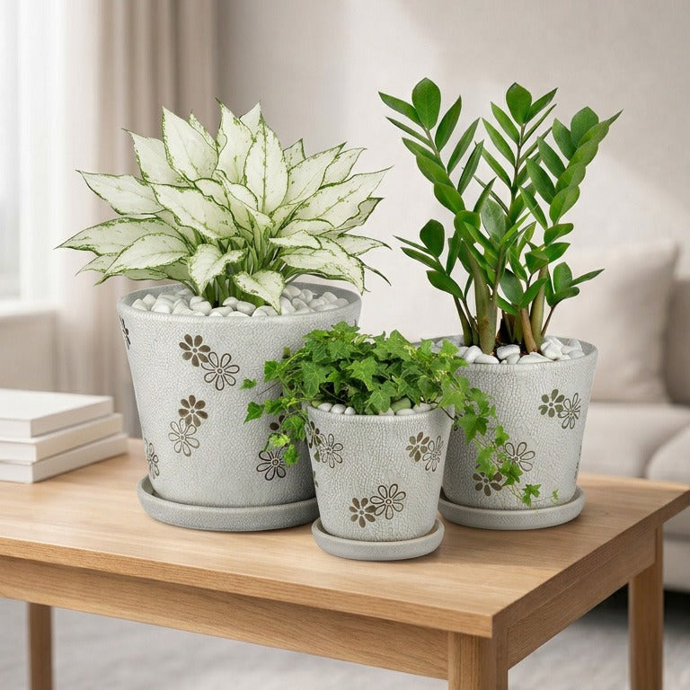 Air purifying house plants combo in ceramic pot- Z Z plant- Aglaonema white joy- English Ivy