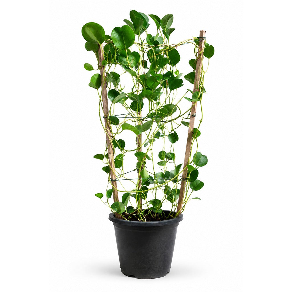 Ipomea pres-caprae- Beach morning glory- Railroad vine