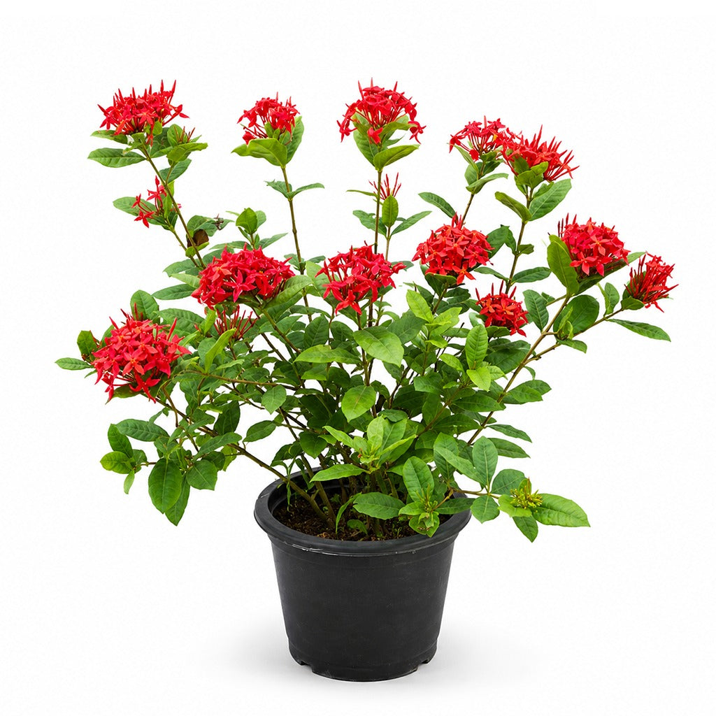 Ixora coccinea- Jungle flame- Jungle geranium- Assorted colour