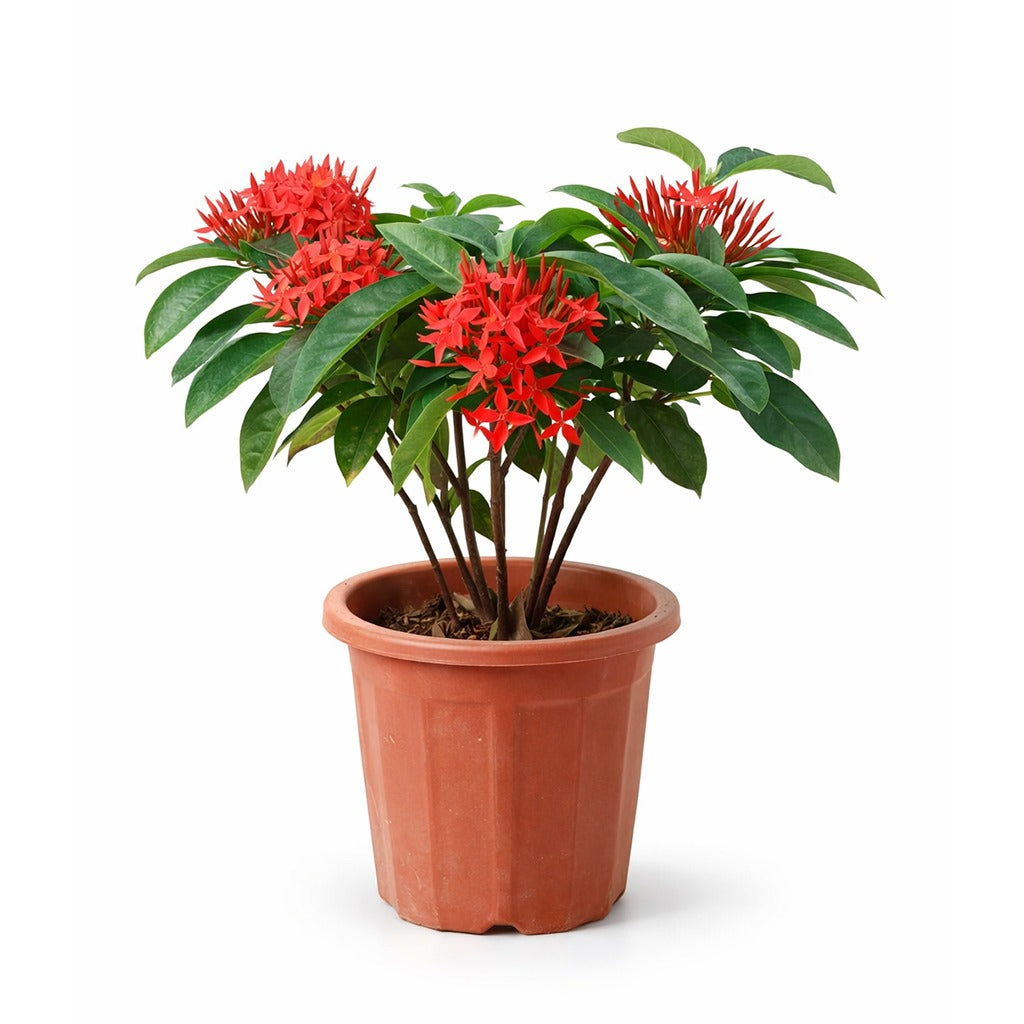 Ixora coccinea- Jungle flame- Jungle geranium- Assorted colour