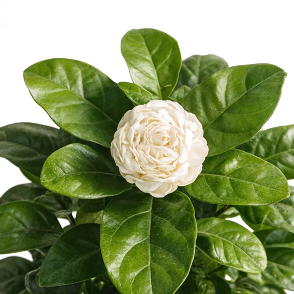 Arabian Jasmine-Jasminum sambac- Mogra