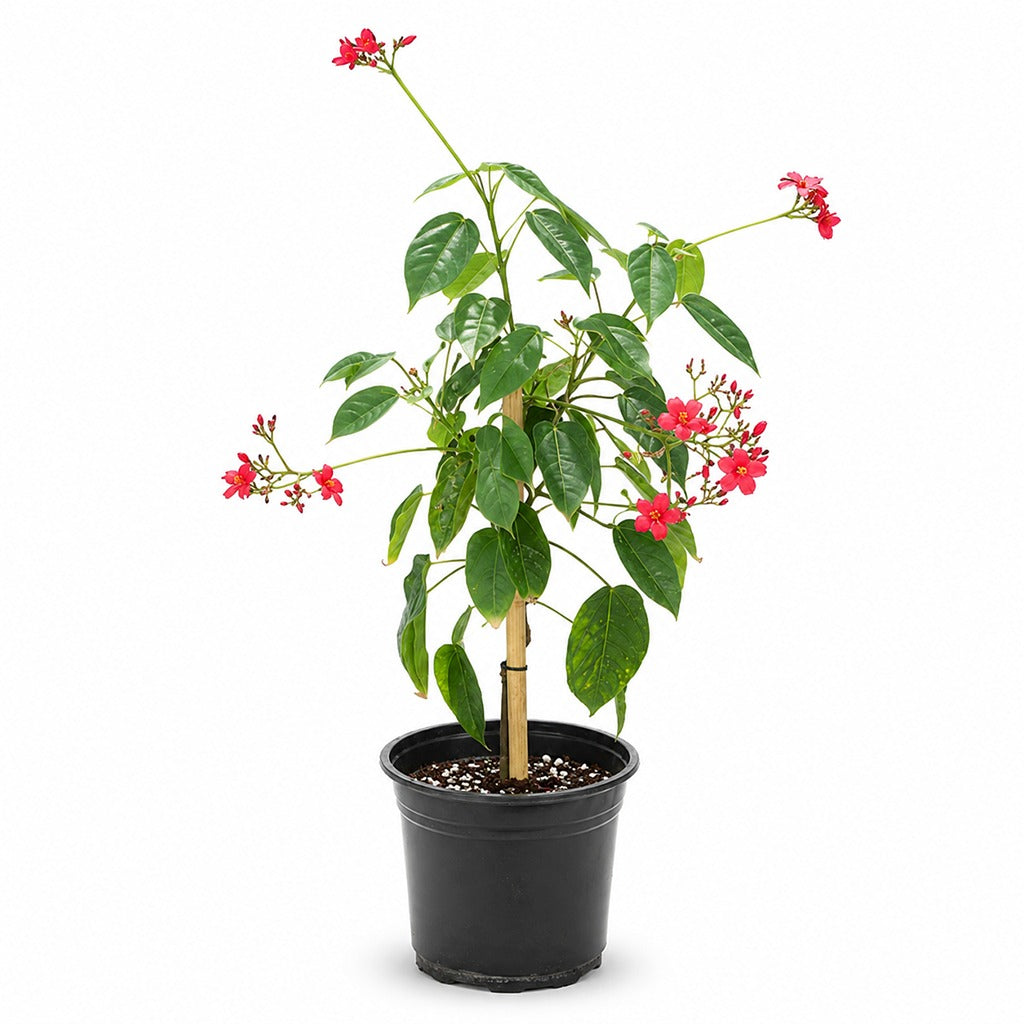 Jatropha integerrima- Peregrina- Spicy jatropha