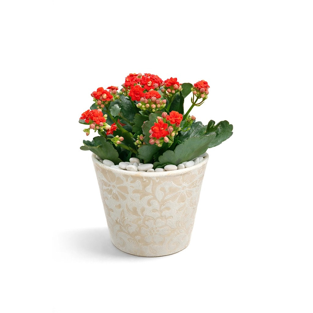 Kalanchoe- Flaming Katy in ceramic pot
