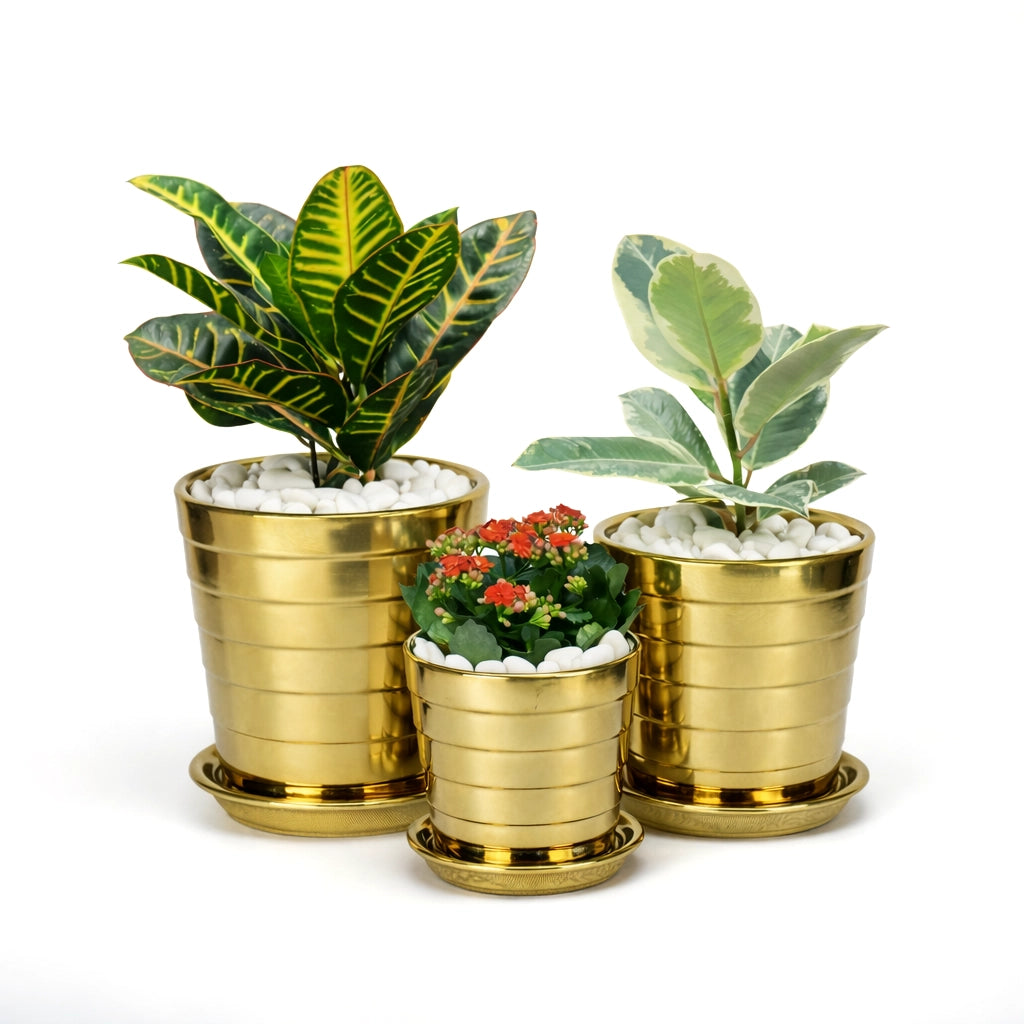 Set of indoor plants in gold ceramic pot- Kalanchoe- Rubber Plant- Croton