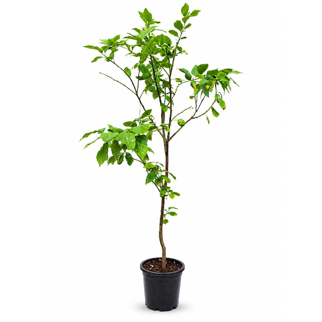 Lemon tree- Citrus limon