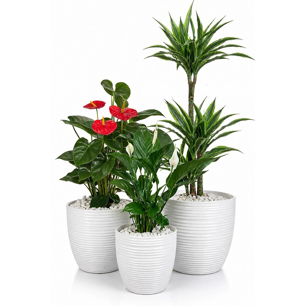 Set of Dracaena Lemon lime, Anthurium and Peace lily in white ceramic pot