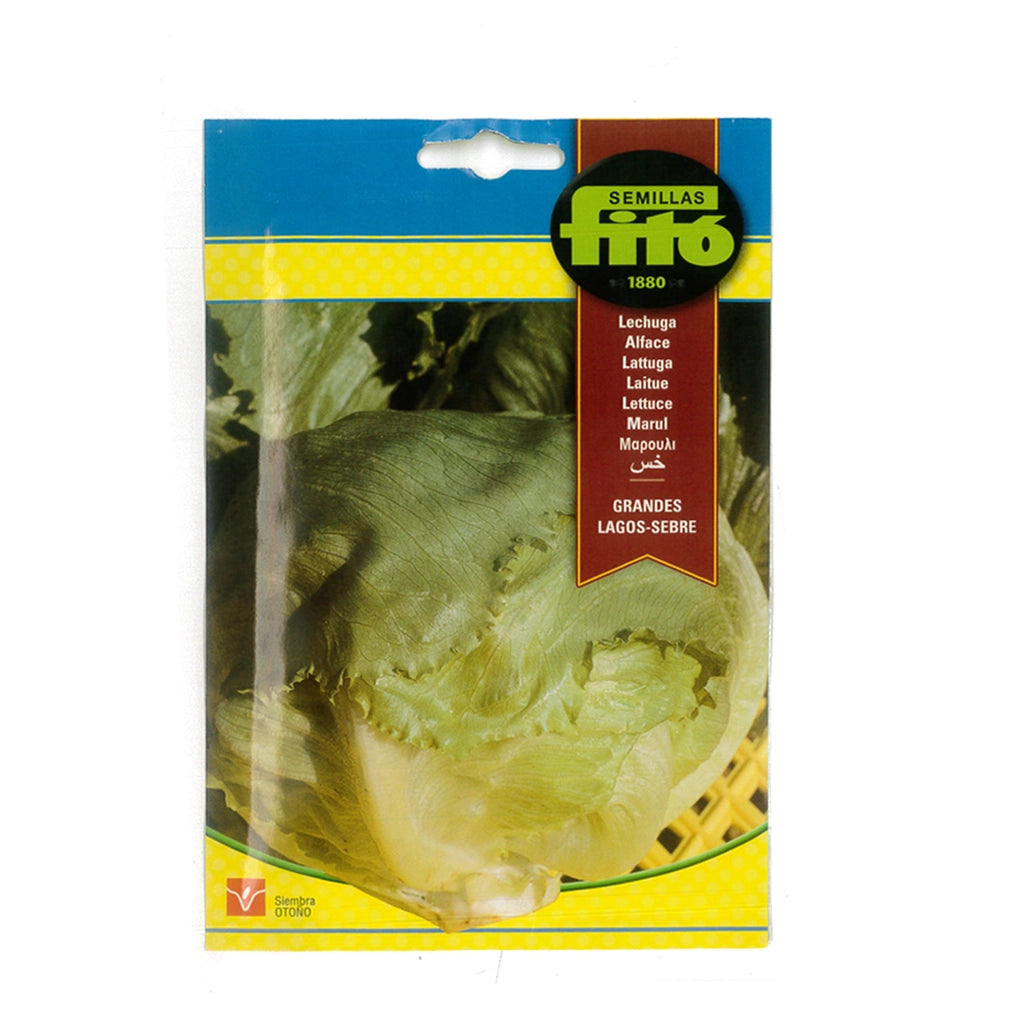 LETTUSE SEED- FITTO