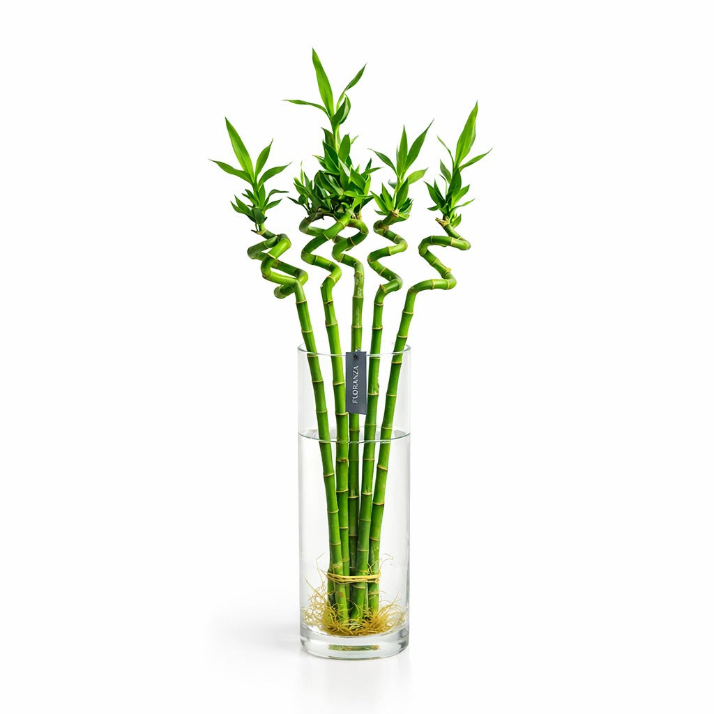Lucky bamboo 60 cm in glass vase