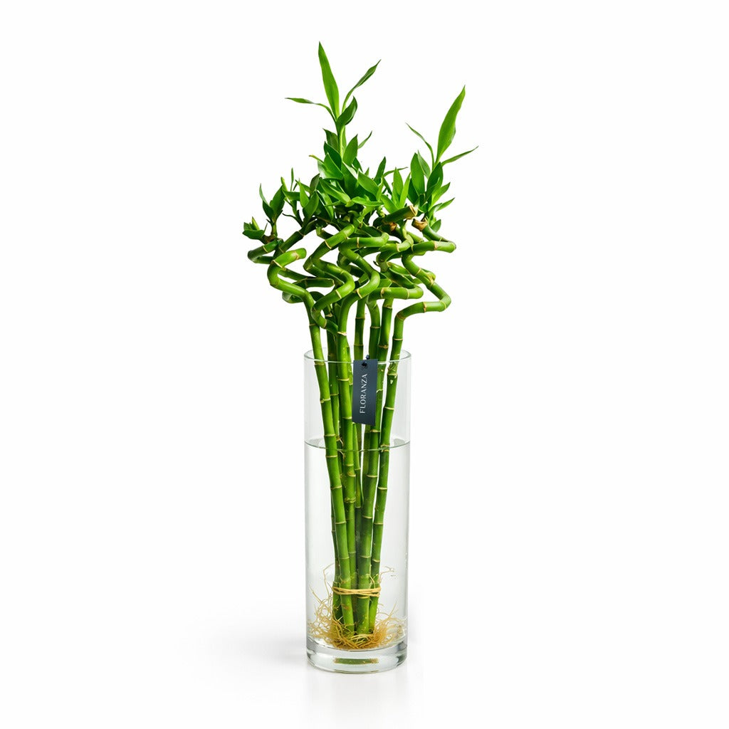 Lucky bamboo 90 cm cm in glass vase