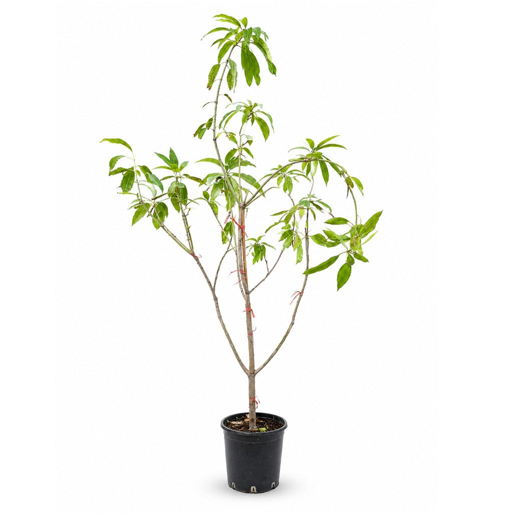Mango- Mangifera indica- Thailand