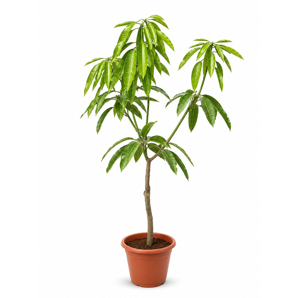 Mango- Mangifera indica- China