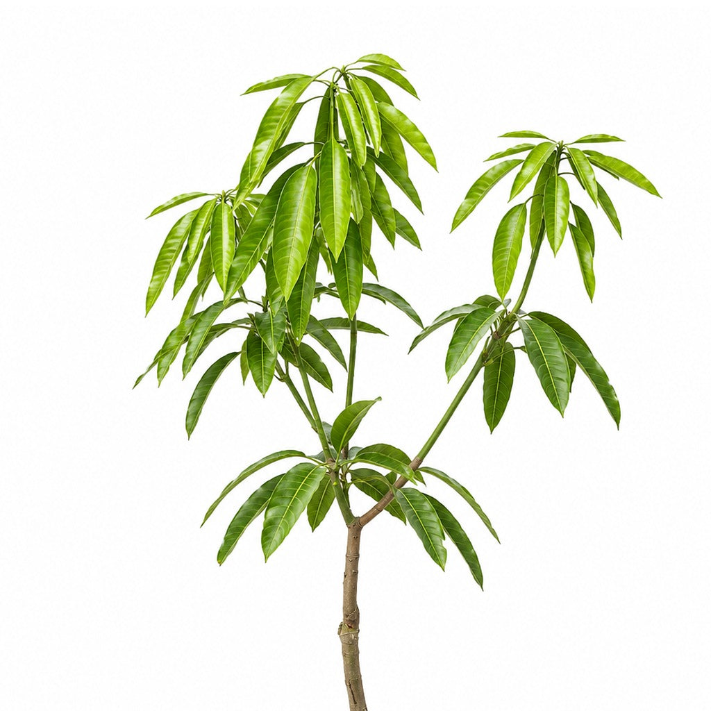 Mango- Mangifera indica- China