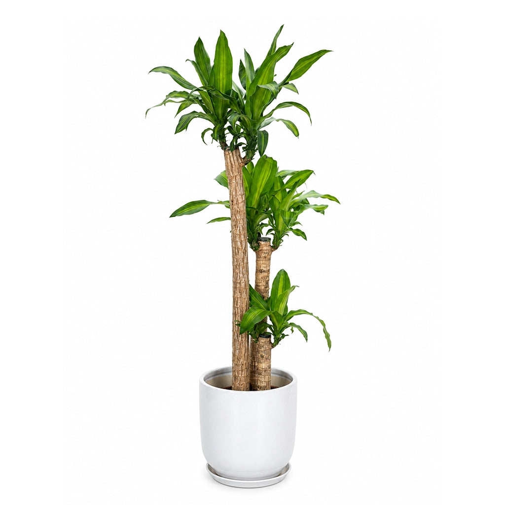 Dracaena fragrans 'Massangeana' -Corn Plant- Mass Cane in white ceramic pot