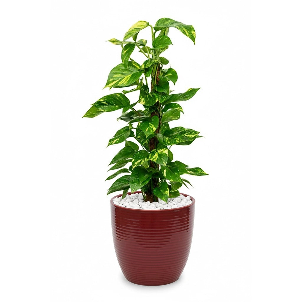 Indoor plants in ceramic pot combo- Money plant, Snake plant, Chinese evergreen