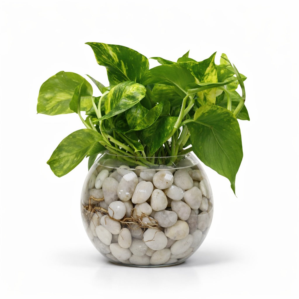 pothos money plant Pothos (Money Plant) in Decorative Glass Hydro-Bowl