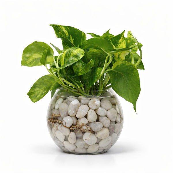glass bowl for money plant Pothos (Money Plant) in Decorative Glass Hydro-Bowl