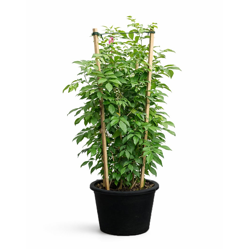 Murraya Paniculata 3 stick type - Orange jasmine- Mock orange