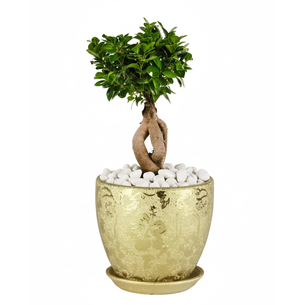Ficus microcarpa bonsai in royal gold ceramic pot