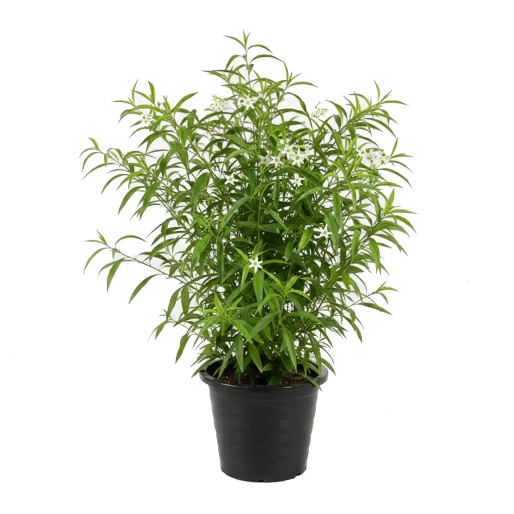 Night queen- Cestrum nocturnum