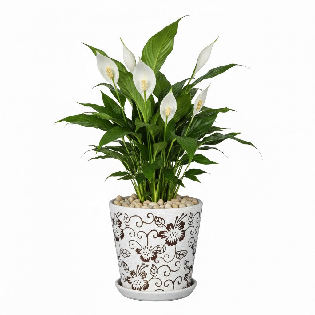 peace lily in ceramic pot Peace lily in off white floral ceramic pot