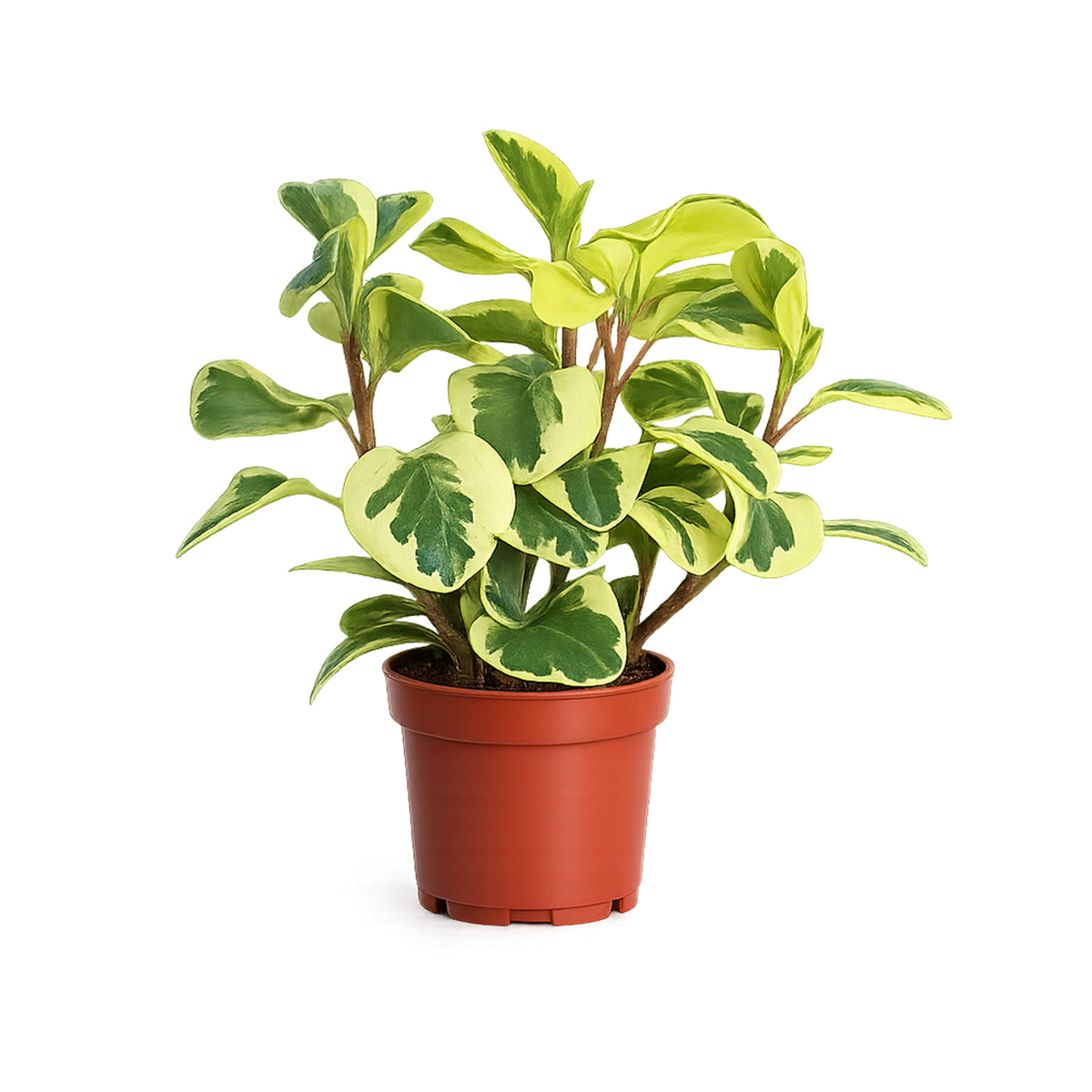 Peperomia obtusifolia 'Variegata'- Variegated Baby Rubber Plant