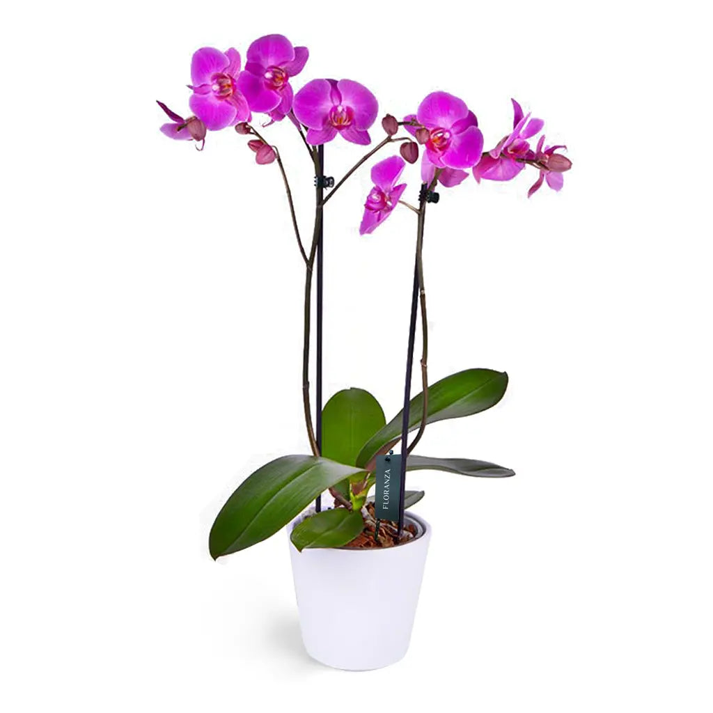 Phalaenopsis -  Moth Orchid