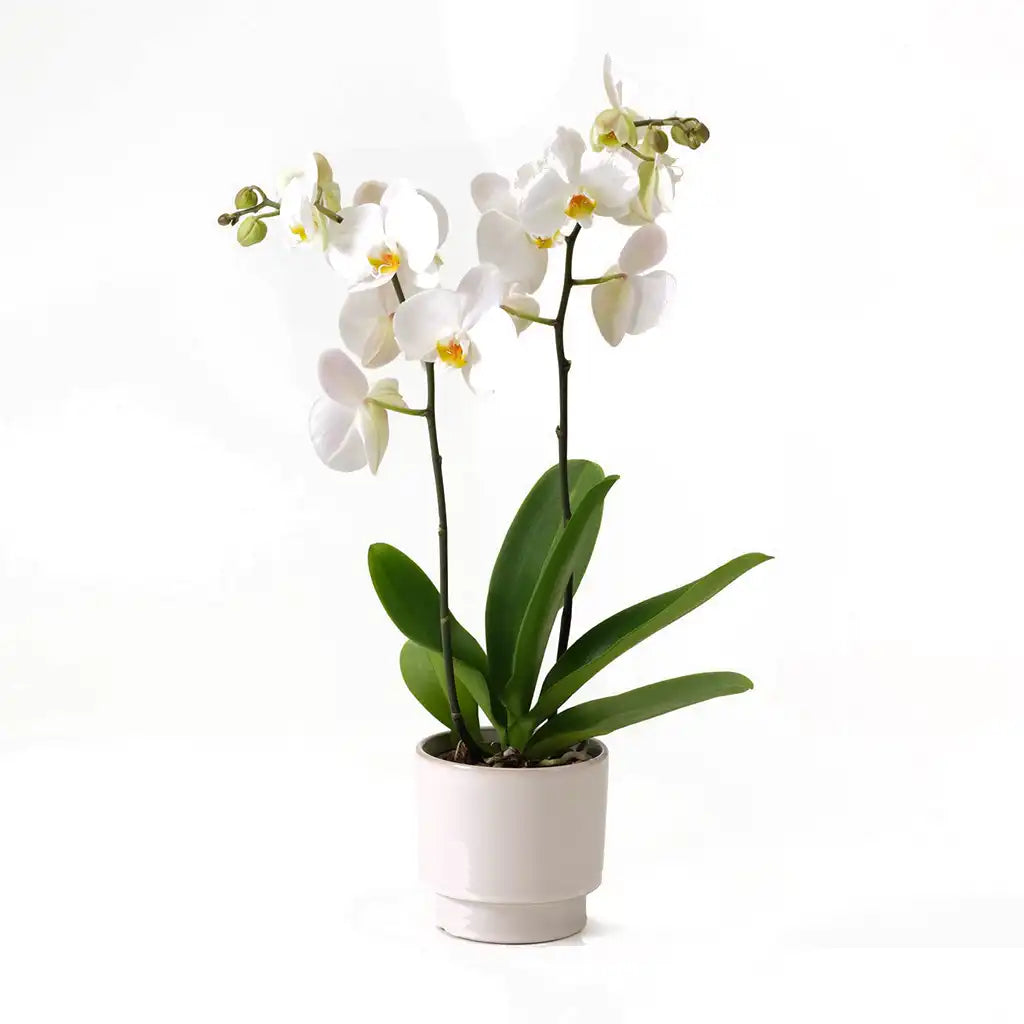 Phalaenopsis -  Moth Orchid