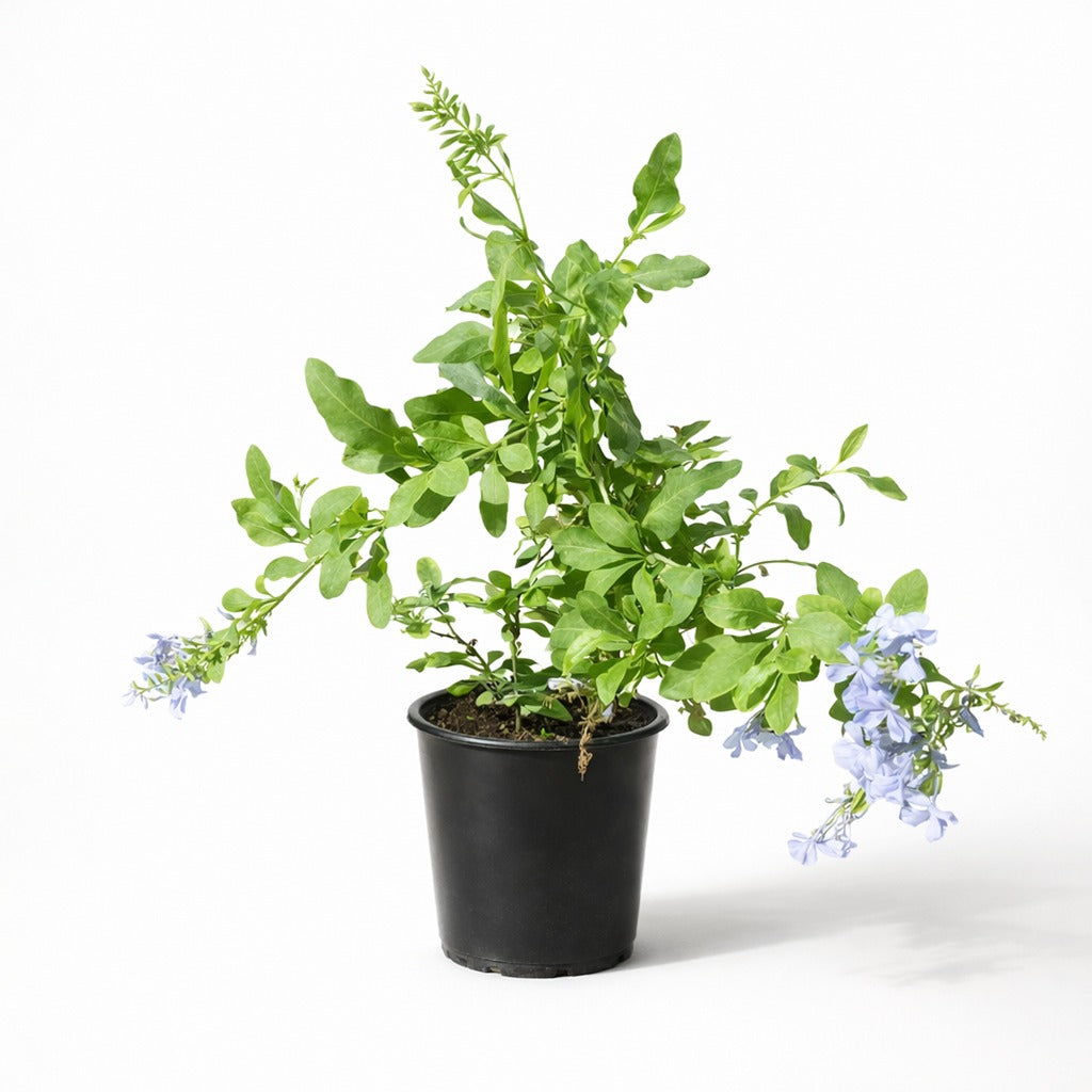 Plumbago blue- Blue jasmine- Sky flower- Forget me not