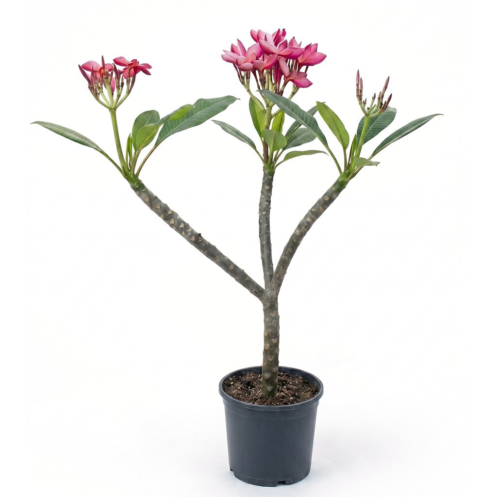Plumeria-Frangipani