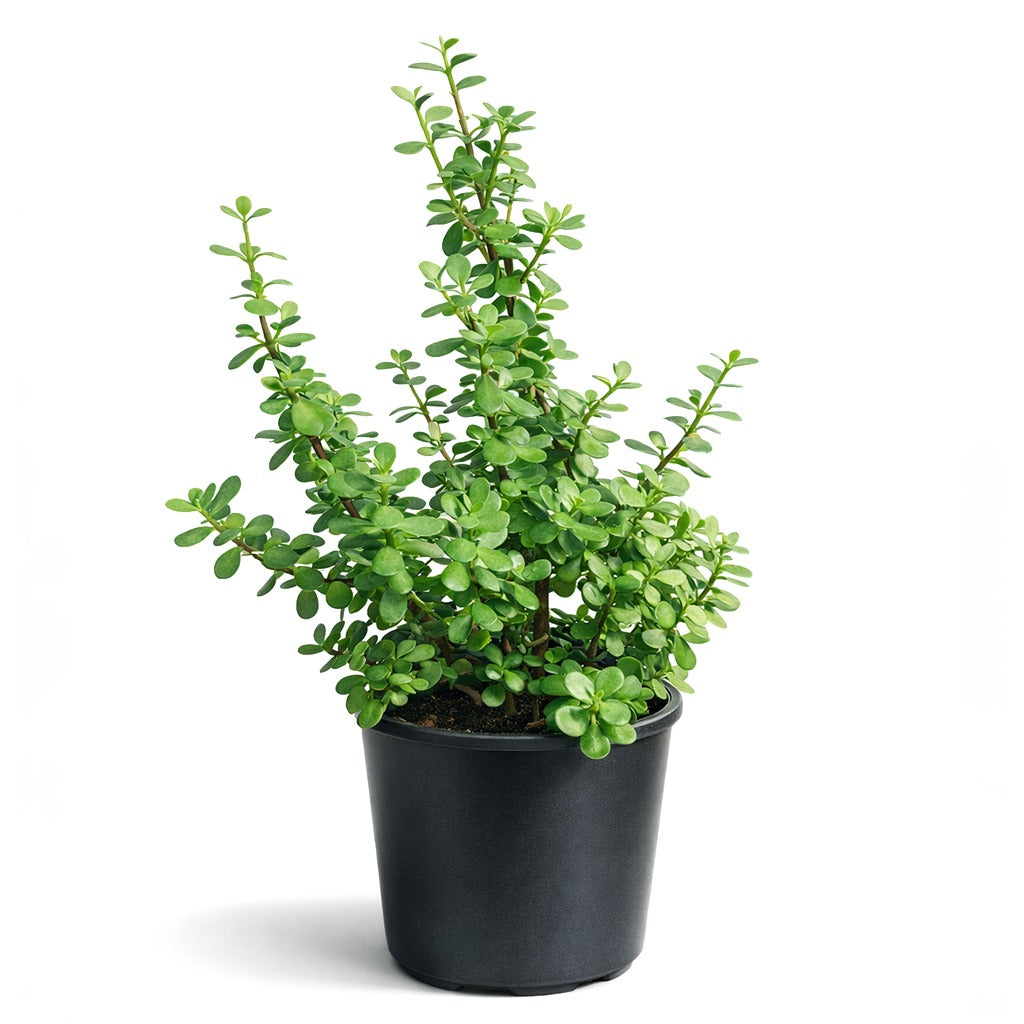 Elephant Bush- Portulacaria afra