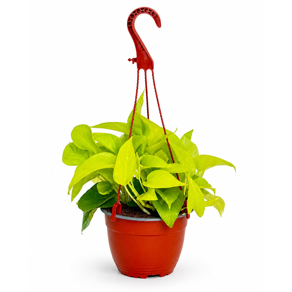Epipremnum hang- Hanging pothos