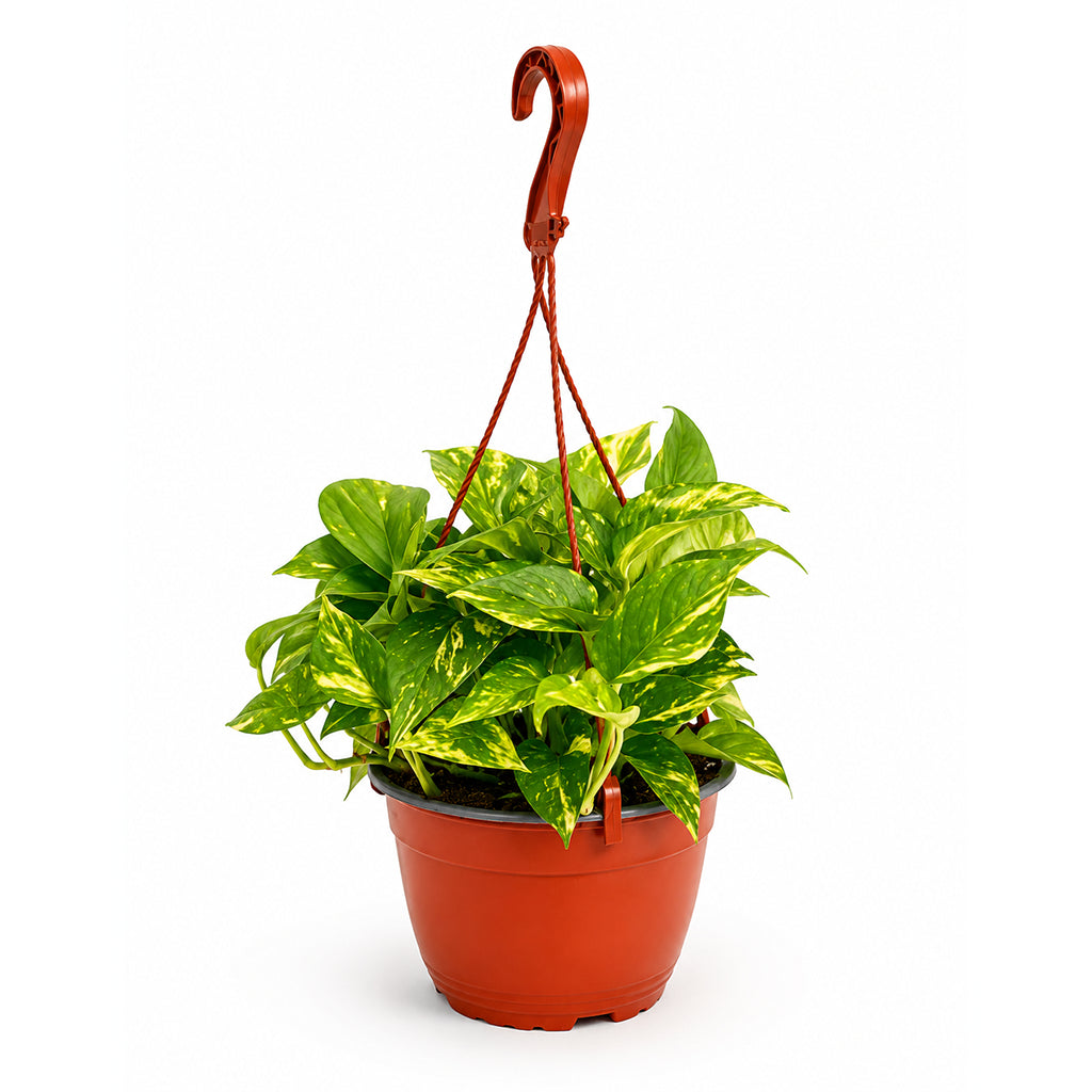 Epipremnum hang- Hanging pothos