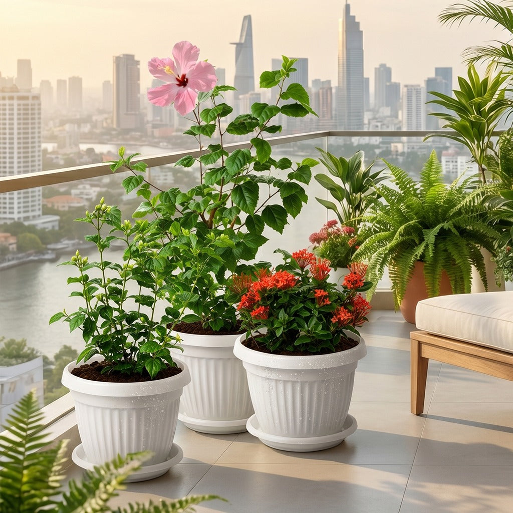 Balcony flowering plants-pot combo- Jasmine- Hibiscus- Ixora
