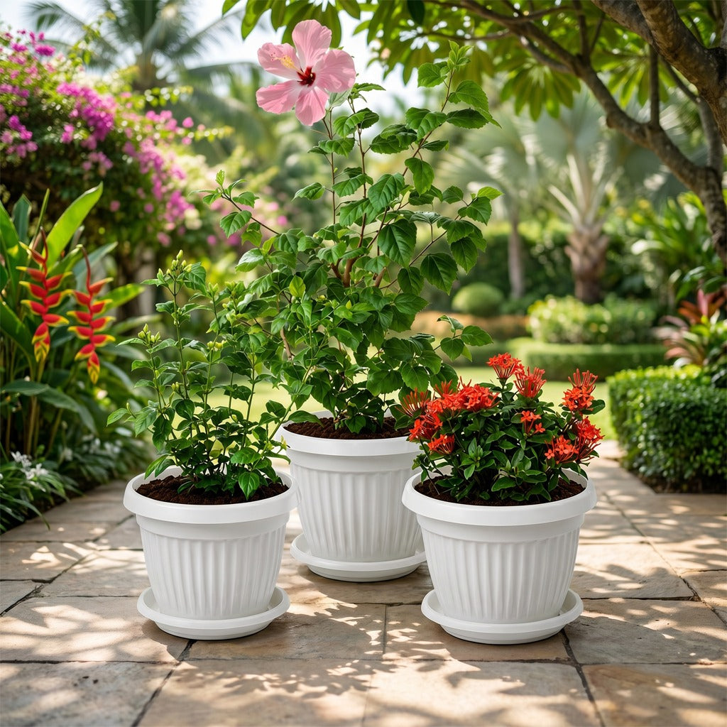 Balcony flowering plants-pot combo- Jasmine- Hibiscus- Ixora