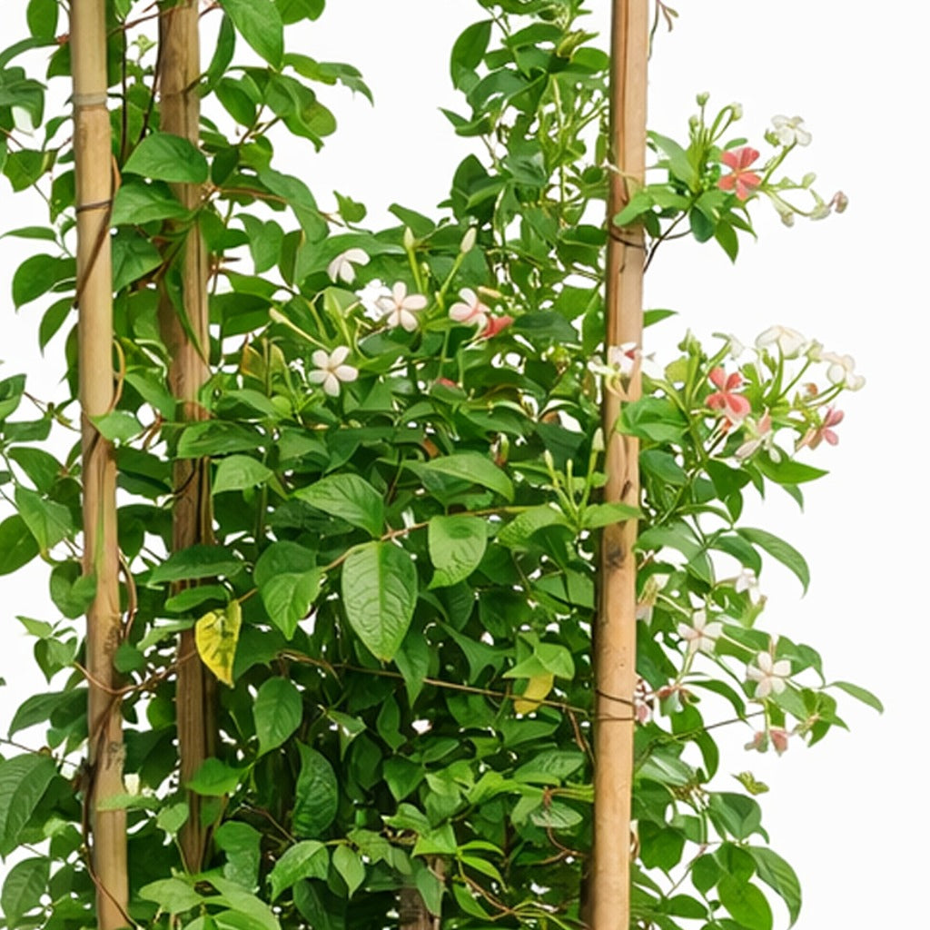 Quiscalis indica- Rangoon creeper 3 stick