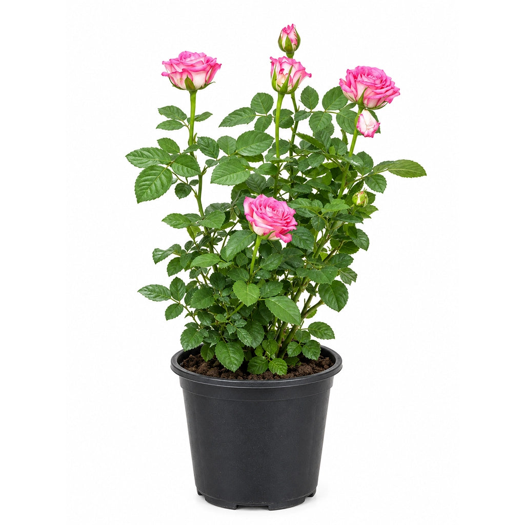ROSE ASSORTED COLOUR -IRAN
